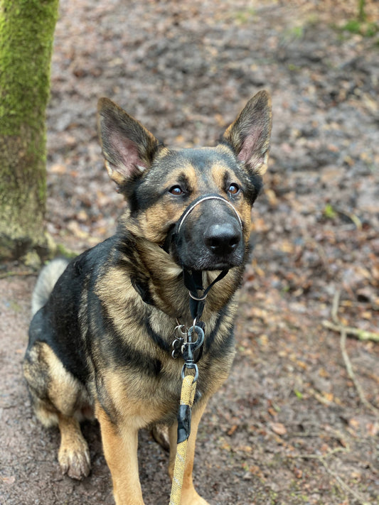 All About German Shepherd Dogs