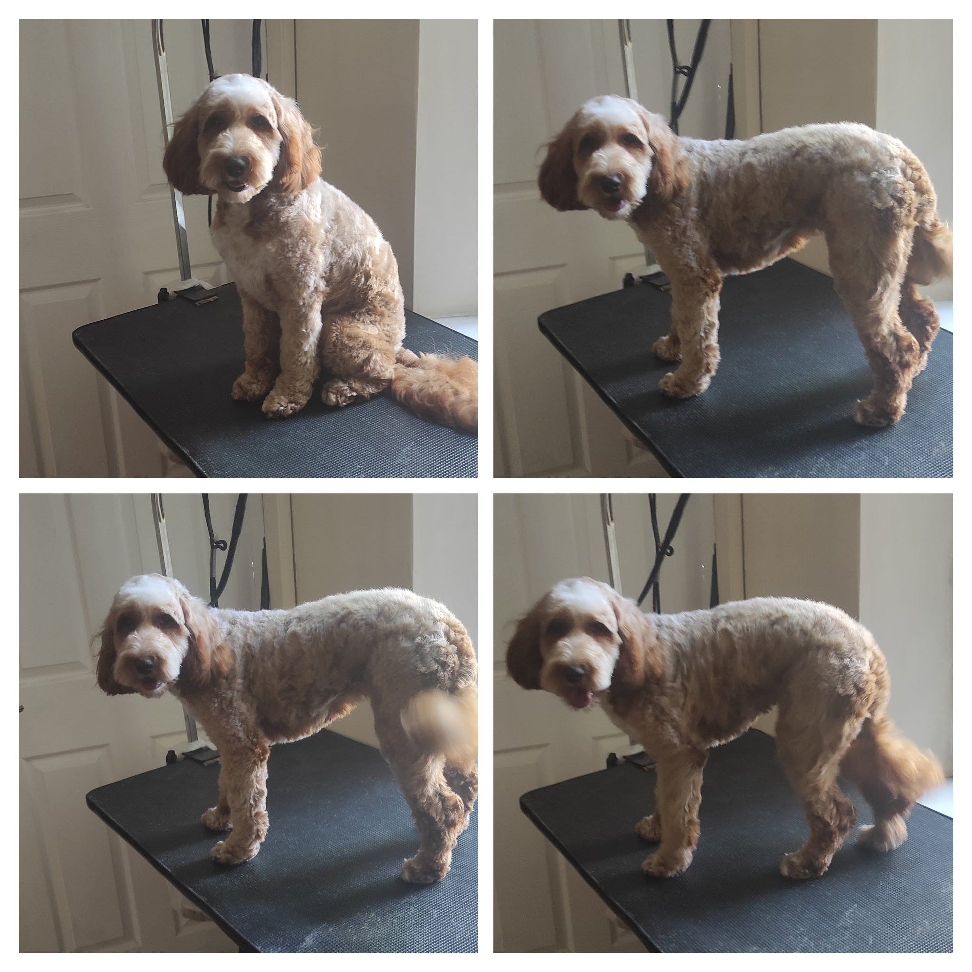 Cockerpoo dog grooming bolton